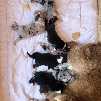 chiot Berger australien Rouge merle ANDY Berger australien des fauminards chiot Berger australien Rouge merle ANDY Berger australien des fauminards