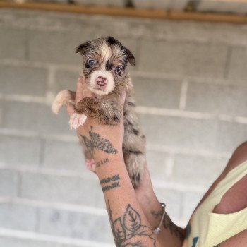 chiot Berger australien Rouge merle ANDY Berger australien des fauminards chiot Berger australien Rouge merle ANDY Berger australien des fauminards