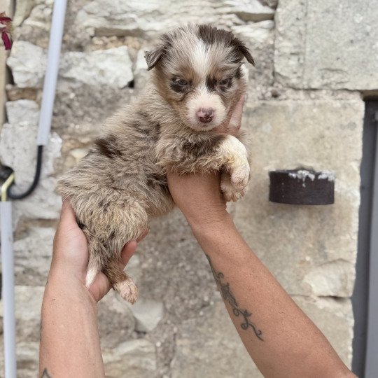 chiot Berger australien Rouge merle ANDY Berger australien des fauminards