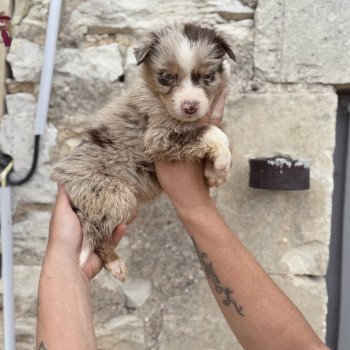 chiot Berger australien Rouge merle ANDY Berger australien des fauminards