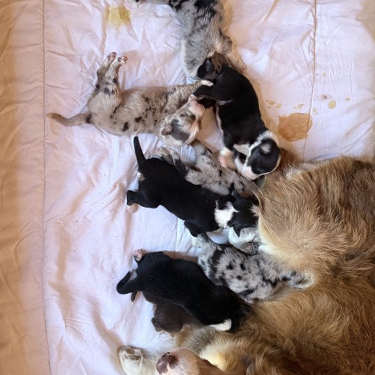 chiot Berger australien Rouge tricolore ANTON Berger australien des fauminards