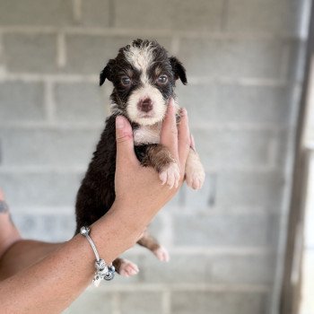 chiot Berger australien Rouge tricolore ANTON Berger australien des fauminards chiot Berger australien Rouge tricolore ANTON Berger australien des fauminards