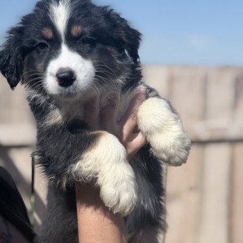 chiot Berger australien Noir tricolore APOLLON Berger australien des fauminards