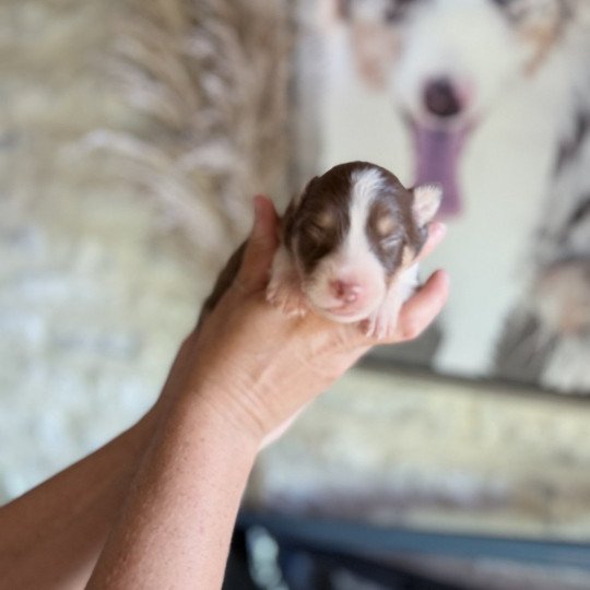 chiot Berger australien Rouge tricolore Apple Berger australien des fauminards