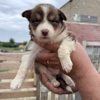 chiot Berger australien Rouge tricolore Apple Berger australien des fauminards chiot Berger australien Rouge tricolore Apple Berger australien des fauminards