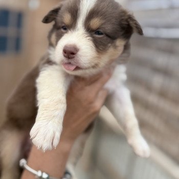 chiot Berger australien Rouge tricolore Apple Berger australien des fauminards chiot Berger australien Rouge tricolore Apple Berger australien des fauminards