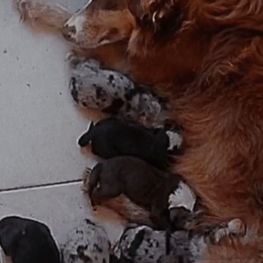 chiot Berger australien Noir tricolore ARROW Berger australien des fauminards