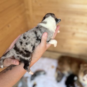 chiot Berger australien Noir tricolore ARROW Berger australien des fauminards chiot Berger australien Noir tricolore ARROW Berger australien des fauminards