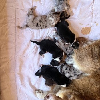 chiot Berger australien Noir tricolore ARROW Berger australien des fauminards chiot Berger australien Noir tricolore ARROW Berger australien des fauminards