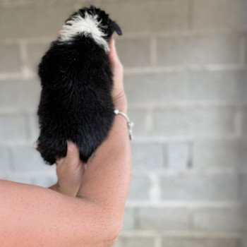 chiot Berger australien Noir tricolore ARROW Berger australien des fauminards chiot Berger australien Noir tricolore ARROW Berger australien des fauminards