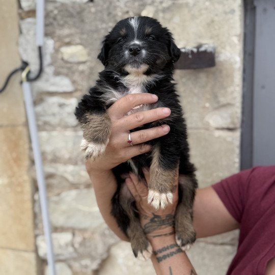chiot Berger australien Noir tricolore ARROW Berger australien des fauminards