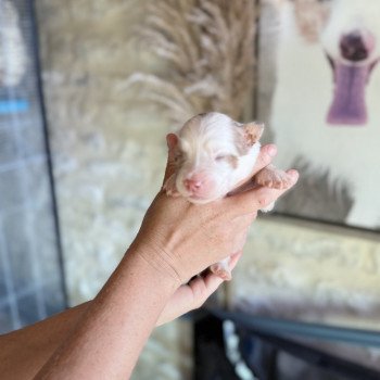 chiot Berger australien Rouge merle Arry Berger australien des fauminards chiot Berger australien Rouge merle Arry Berger australien des fauminards