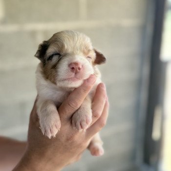 chiot Berger australien Rouge merle Arry Berger australien des fauminards chiot Berger australien Rouge merle Arry Berger australien des fauminards