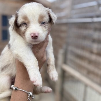 chiot Berger australien Rouge merle Asko ( Arry ) Berger australien des fauminards chiot Berger australien Rouge merle Asko ( Arry ) Berger australien des fauminards