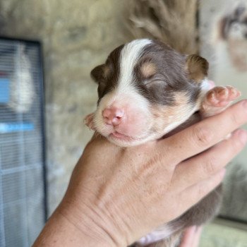 chiot Berger australien Rouge tricolore Artist Berger australien des fauminards chiot Berger australien Rouge tricolore Artist Berger australien des fauminards