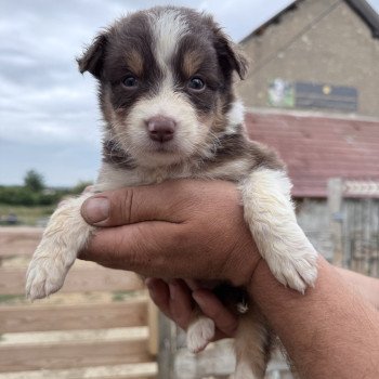 chiot Berger australien Rouge tricolore Artist Berger australien des fauminards chiot Berger australien Rouge tricolore Artist Berger australien des fauminards