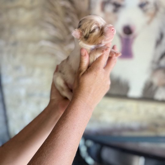 chiot Berger australien Rouge merle Artus Berger australien des fauminards
