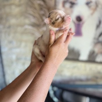 chiot Berger australien Rouge merle Artus Berger australien des fauminards chiot Berger australien Rouge merle Artus Berger australien des fauminards