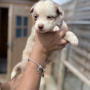 chiot Berger australien Rouge merle Artus Berger australien des fauminards chiot Berger australien Rouge merle Artus Berger australien des fauminards