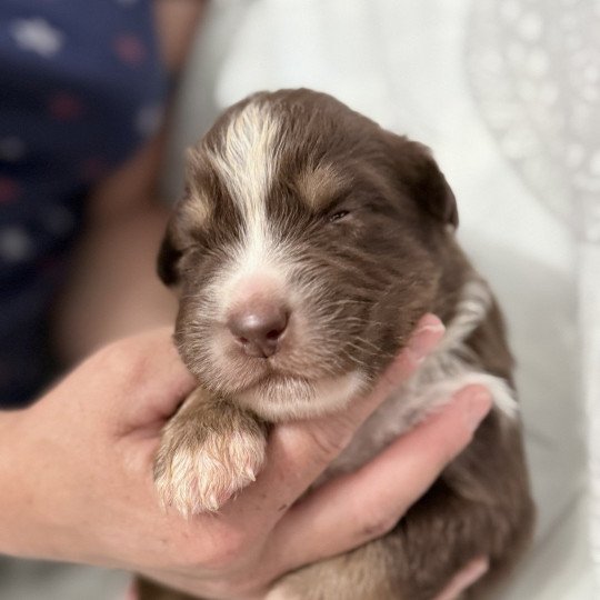 chiot Berger australien Rouge tricolore Aston Berger australien des fauminards