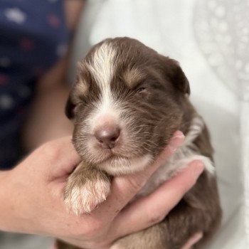 chiot Berger australien Rouge tricolore Aston Berger australien des fauminards chiot Berger australien Rouge tricolore Aston Berger australien des fauminards