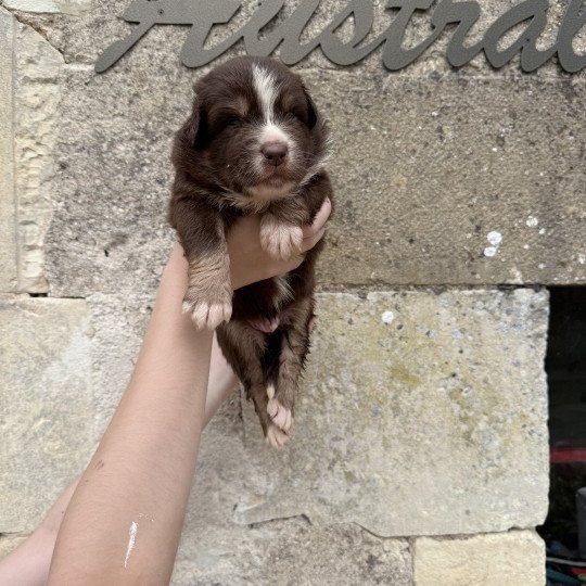 chiot Berger australien Rouge tricolore Aston Berger australien des fauminards