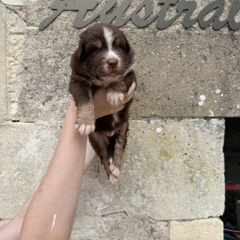 chiot Berger australien Rouge tricolore Aston Berger australien des fauminards chiot Berger australien Rouge tricolore Aston Berger australien des fauminards