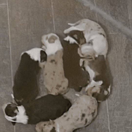chiot Berger australien Noir tricolore Austine Berger australien des fauminards