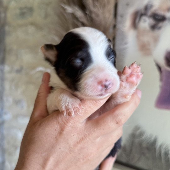 chiot Berger australien Noir tricolore Austine Berger australien des fauminards