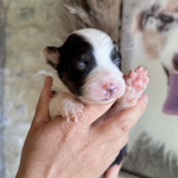 chiot Berger australien Noir tricolore Austine Berger australien des fauminards chiot Berger australien Noir tricolore Austine Berger australien des fauminards