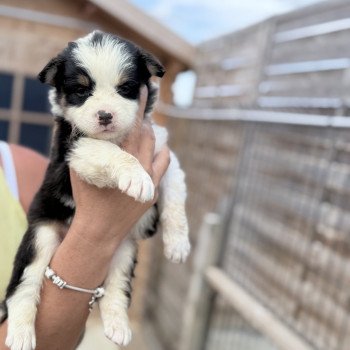 chiot Berger australien Noir tricolore Austine Berger australien des fauminards chiot Berger australien Noir tricolore Austine Berger australien des fauminards