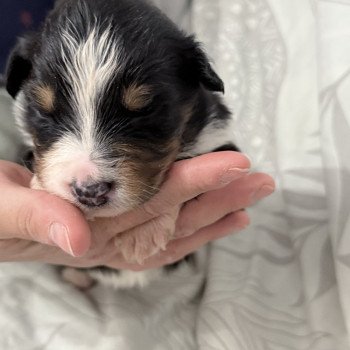 chiot Berger australien Noir tricolore Azalée Berger australien des fauminards chiot Berger australien Noir tricolore Azalée Berger australien des fauminards