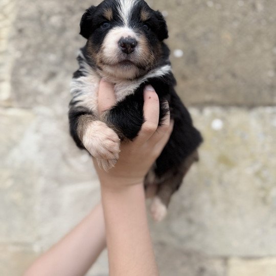 chiot Berger australien Noir tricolore Azalée Berger australien des fauminards