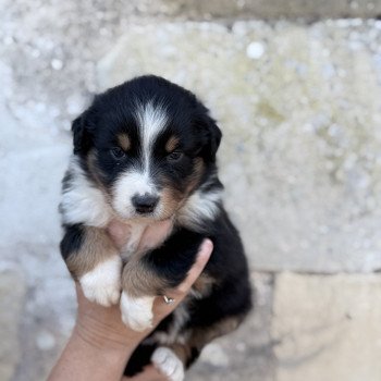 chiot Berger australien Noir tricolore Azalée Berger australien des fauminards chiot Berger australien Noir tricolore Azalée Berger australien des fauminards
