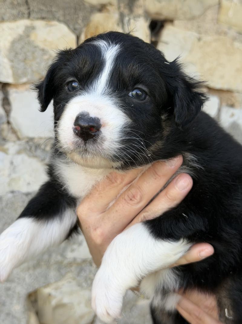 BAÏKA Femelle Berger australien