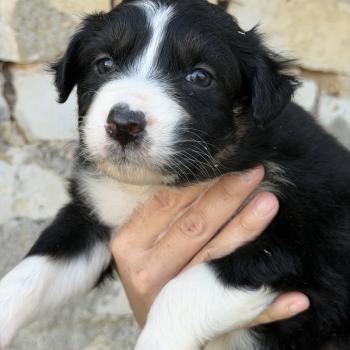 chiot Berger australien BAÏKA Berger australien des fauminards