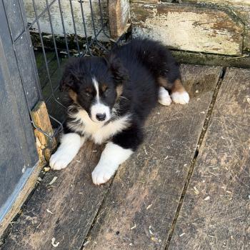 chiot Berger australien BAÏKA Berger australien des fauminards