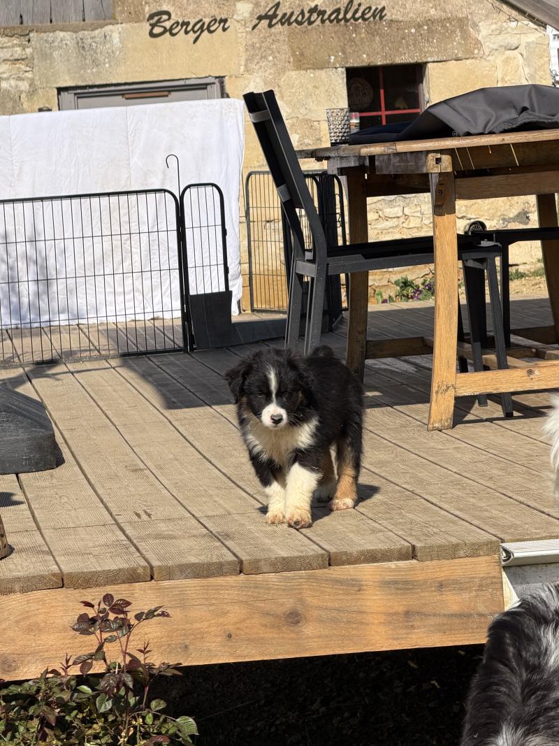 BAÏKA Femelle Berger australien