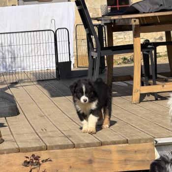 chiot Berger australien BAÏKA Berger australien des fauminards