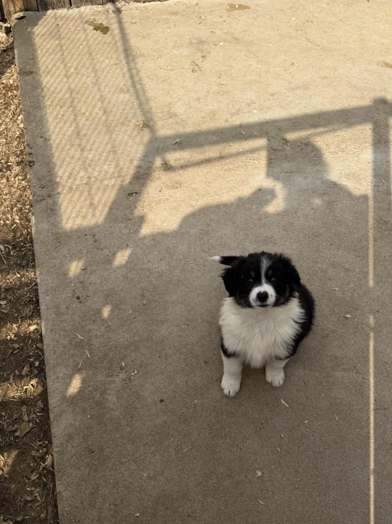 BALI Femelle Berger australien