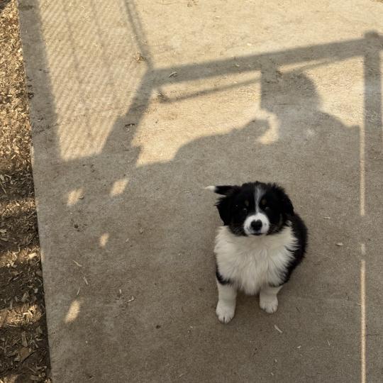 BALI Femelle Berger australien