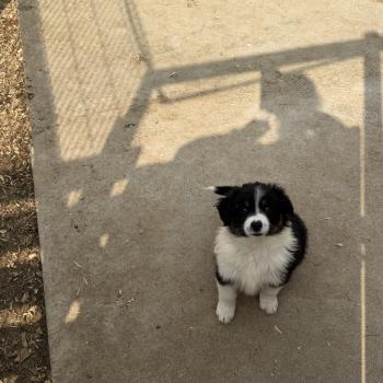 chiot Berger australien BALI Berger australien des fauminards