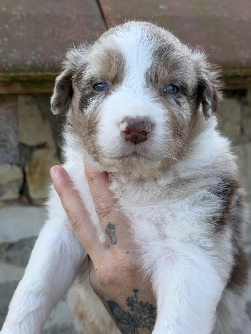 BAO Mâle Berger australien