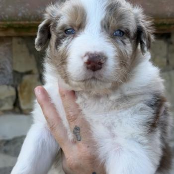 chiot Berger australien BAO Berger australien des fauminards