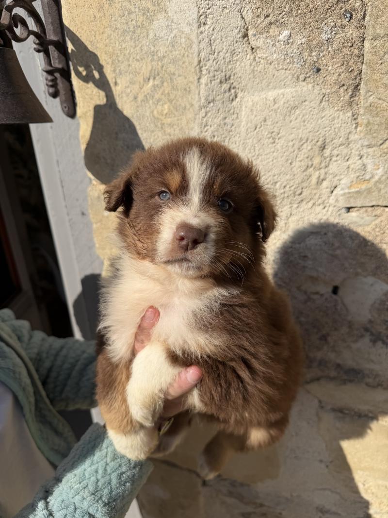 BART Mâle Berger australien