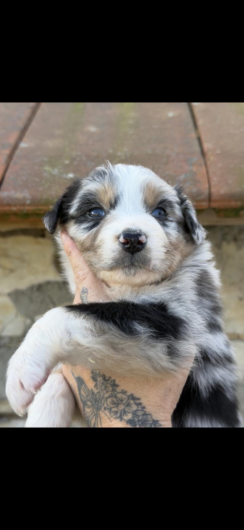 BIANCA Femelle Berger australien