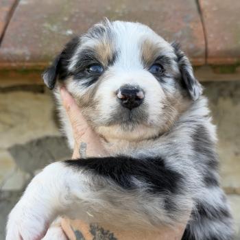 chiot Berger australien BIANCA Berger australien des fauminards