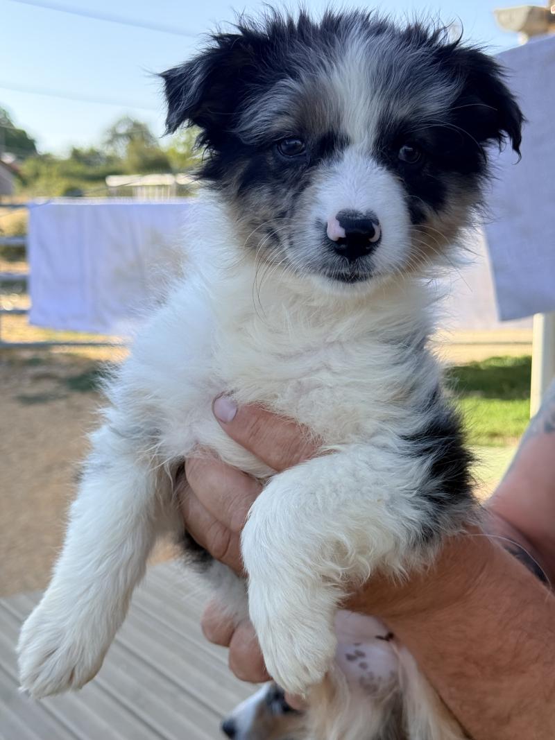 Bijou des fauminards Femelle Berger australien