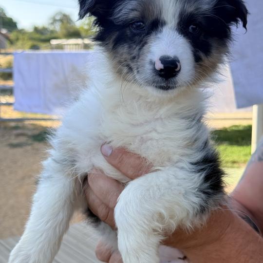 Bijou des fauminards Femelle Berger australien