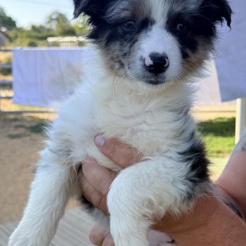 chiot Berger australien Bleu merle Bijou Berger australien des fauminards